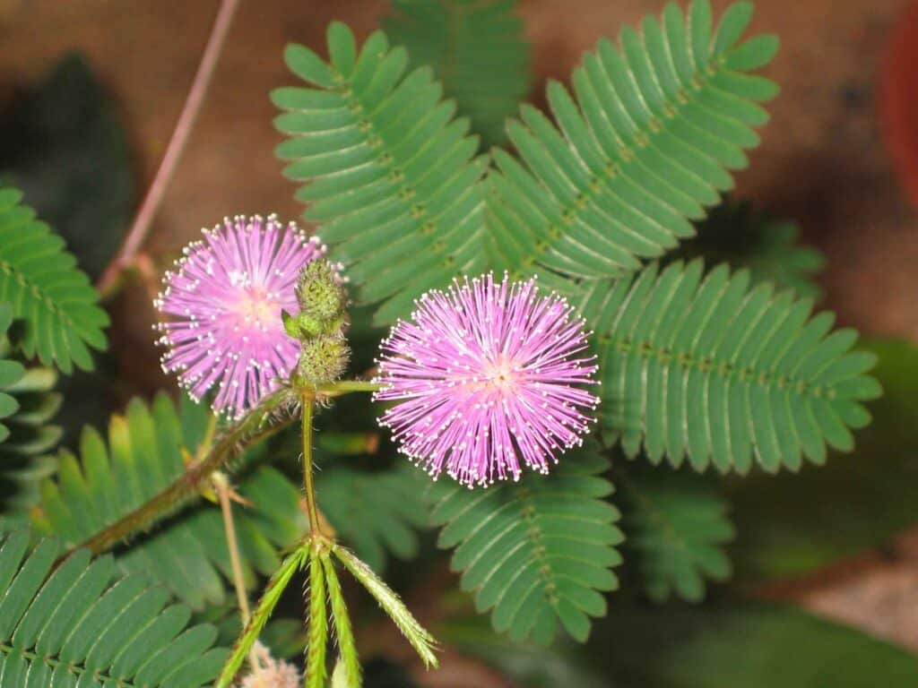 Pavlovian Plants • Dust and Tribe